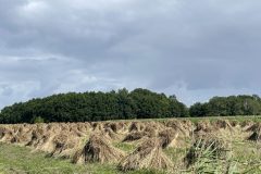 Hooimijten op landgoed Verhildersum