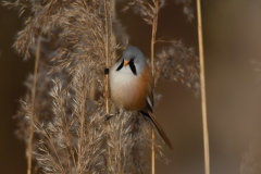 Baardmannetje bij Lauwersmeer - Eelkje Idsardi