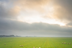 Schapen met intrigerende lucht - najaar - Rob Verwey