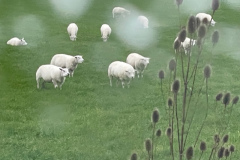 Achteruitzicht met schapen Ollediek - najaar