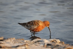 Krombekstrandloper bij Lauwersmeer - Frank en Marloes Donkers