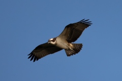 Visarend bij Lauwersmeer - Frank en Marloes Donkers