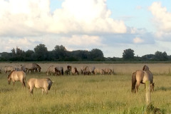 Konikspaarden-Lauwersmeergebied
