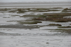 Vegetatie op aangeslibd land