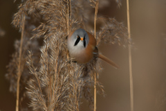 Baardmannetje bij Lauwersmeer - Eelkje Idsardi