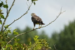 Buizerd - Eelkje Idsardi