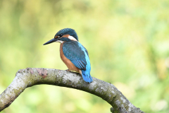 IJsvogel - Eelkje Idsardi
