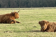 Schotse Hooglander met kalf