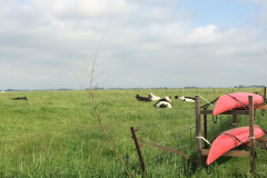 2021-06-06-kajaks-en-koeien-op-land-ganzenhuis-houwerzijl-IMG_4530