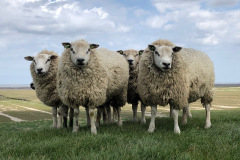 2022-05-11-schapen-op-de-dijk-voor-de-kwelders-Lydia-IMG_5352