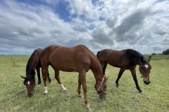 Paarden in de wei