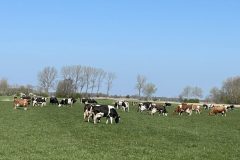 Koeien weer in de wei Houwerzijl