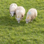 Schapen achterzijde Appartement Ollediek